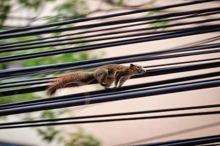 Squirrel running fast moving across electrical wire in urban city. Animal adaptation in city life