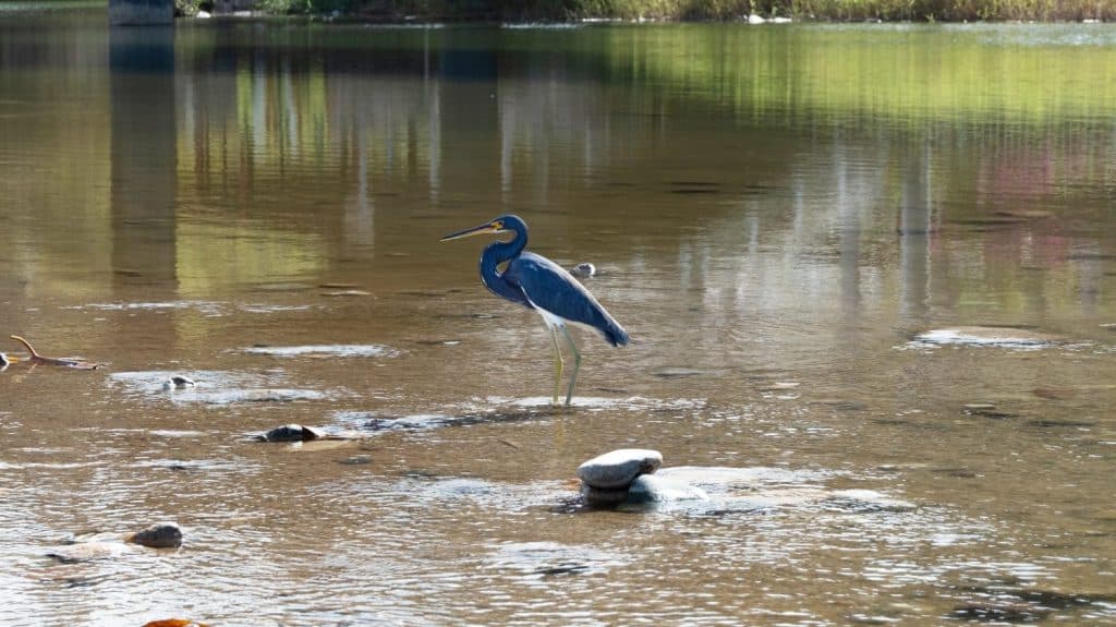 Tricolored heron (Egretta tricolor) at the mouth of the Cuale River in Puerto Vallarta