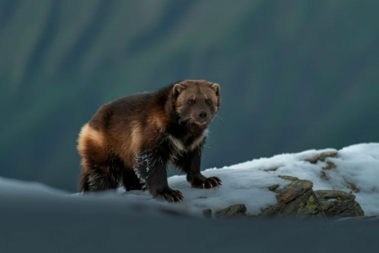 A lone wolverine stands on a snow-covered rocky outcrop, its fur blending with the wintry landscape. The background is a blurred mountain range.