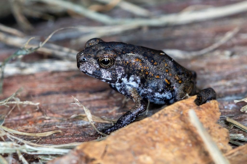This Amphibian's Eggs Look Like Jewelry - A-Z Animals
