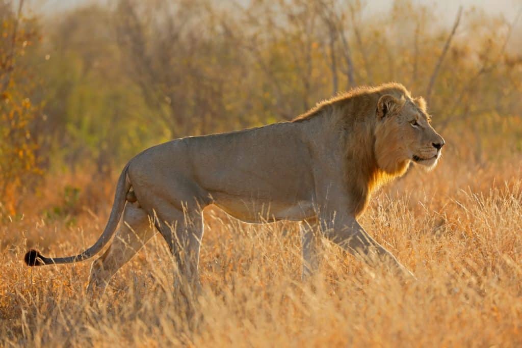 A big male African lion (Panthera leo) walking at sunrise, Kruger National Park, South Africa