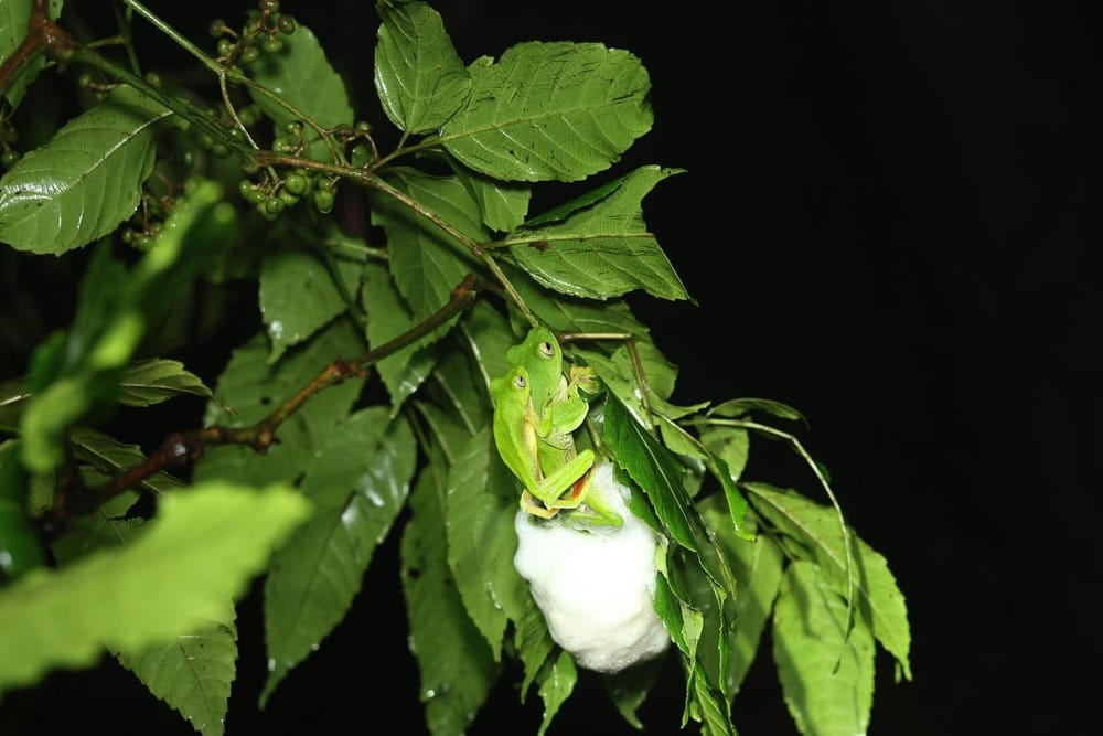 Malabar gliding frog (Rhacophorus malabaricus). engaged in the mating embrace of frogs, and their foam nest.