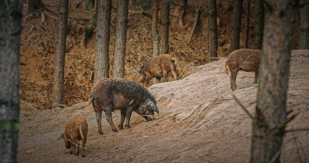 A group of Mangalica boars explores a forested area, showcasing nature's wildlife dynamics.