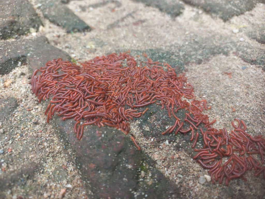 This image shows a large cluster of small reddish millipedes gathered closely together on a soil surface.Millipedes are segmented arthropods known for their numerous legs typically two pairs per body