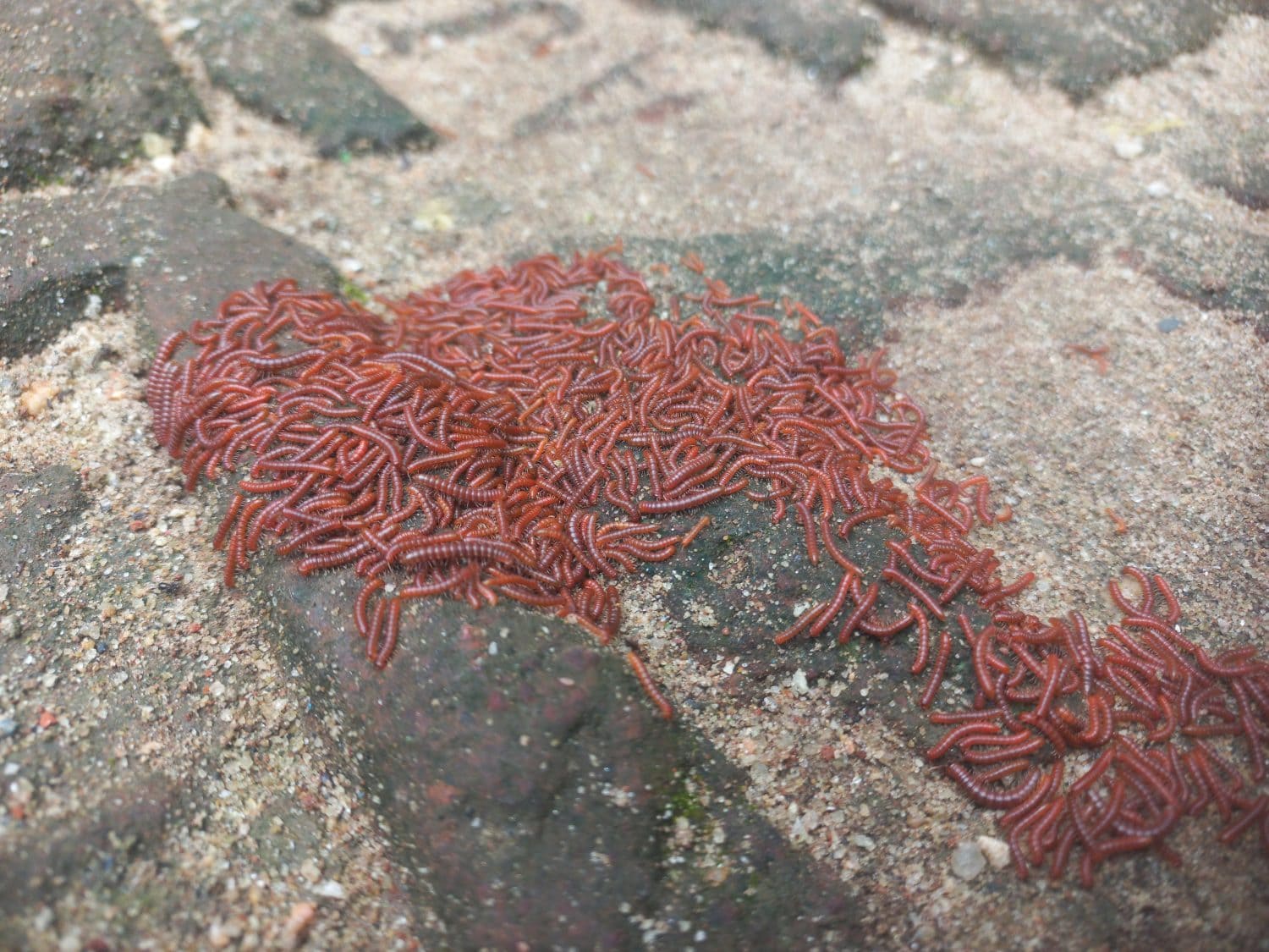 This image shows a large cluster of small reddish millipedes gathered closely together on a soil surface.Millipedes are segmented arthropods known for their numerous legs typically two pairs per body