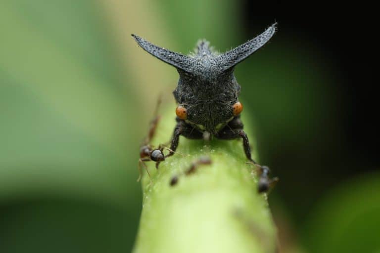 Brazilian Treehopper Animal Facts - Bocydium globulare - A-Z Animals