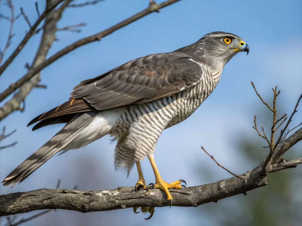 american goshawk isolated on sky background