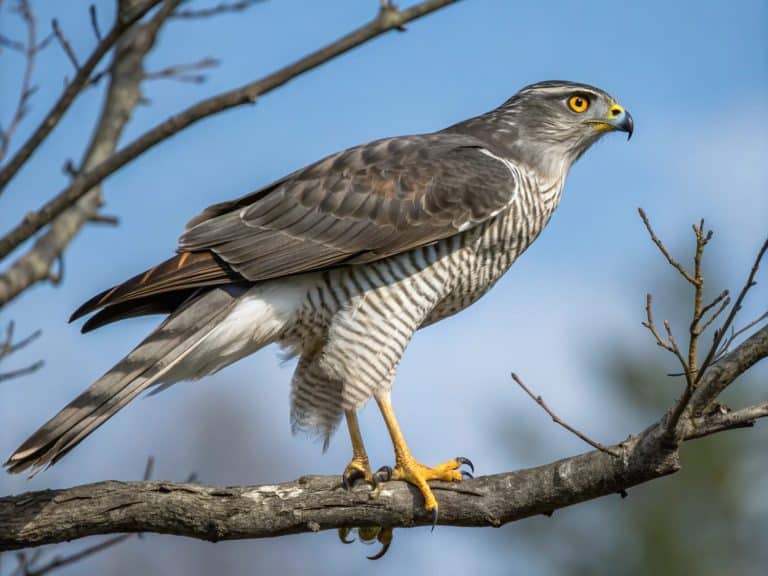 american goshawk isolated on sky background