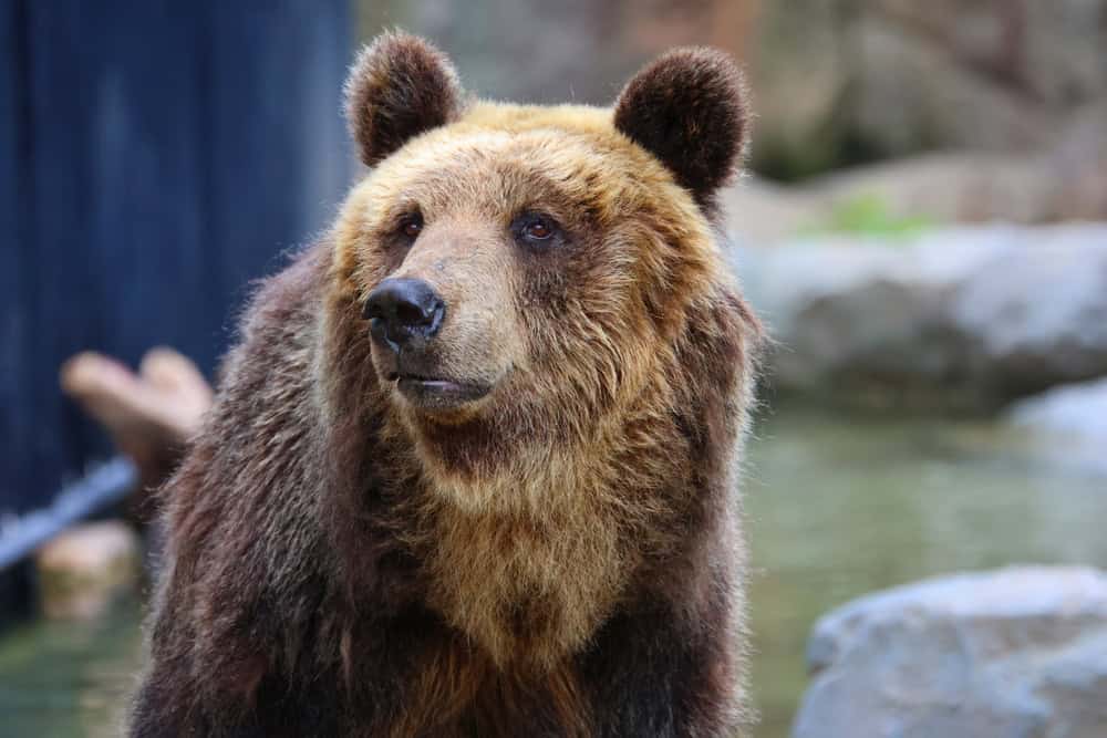 Ezo brown bear, Asahiyama Zoo (Asahikawa, Hokkaido)