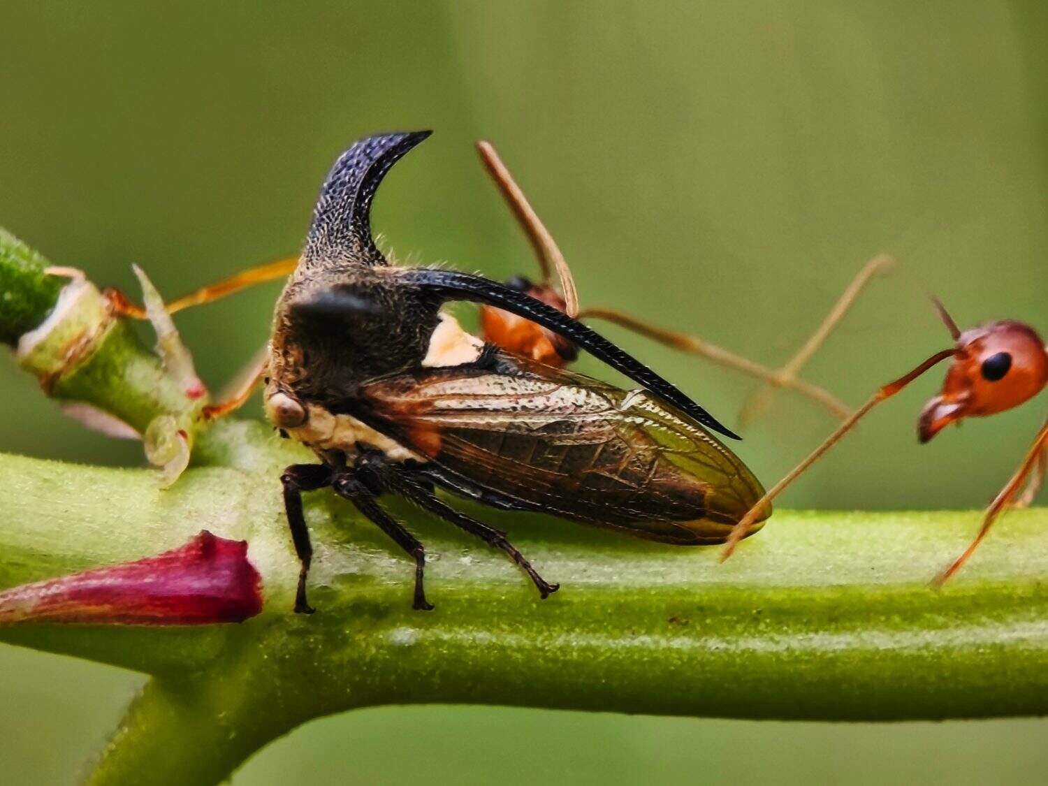 A bizarre and fascinating treehopper insect with a red ant on a green stem. A stunning macro shot of unique wildlife.