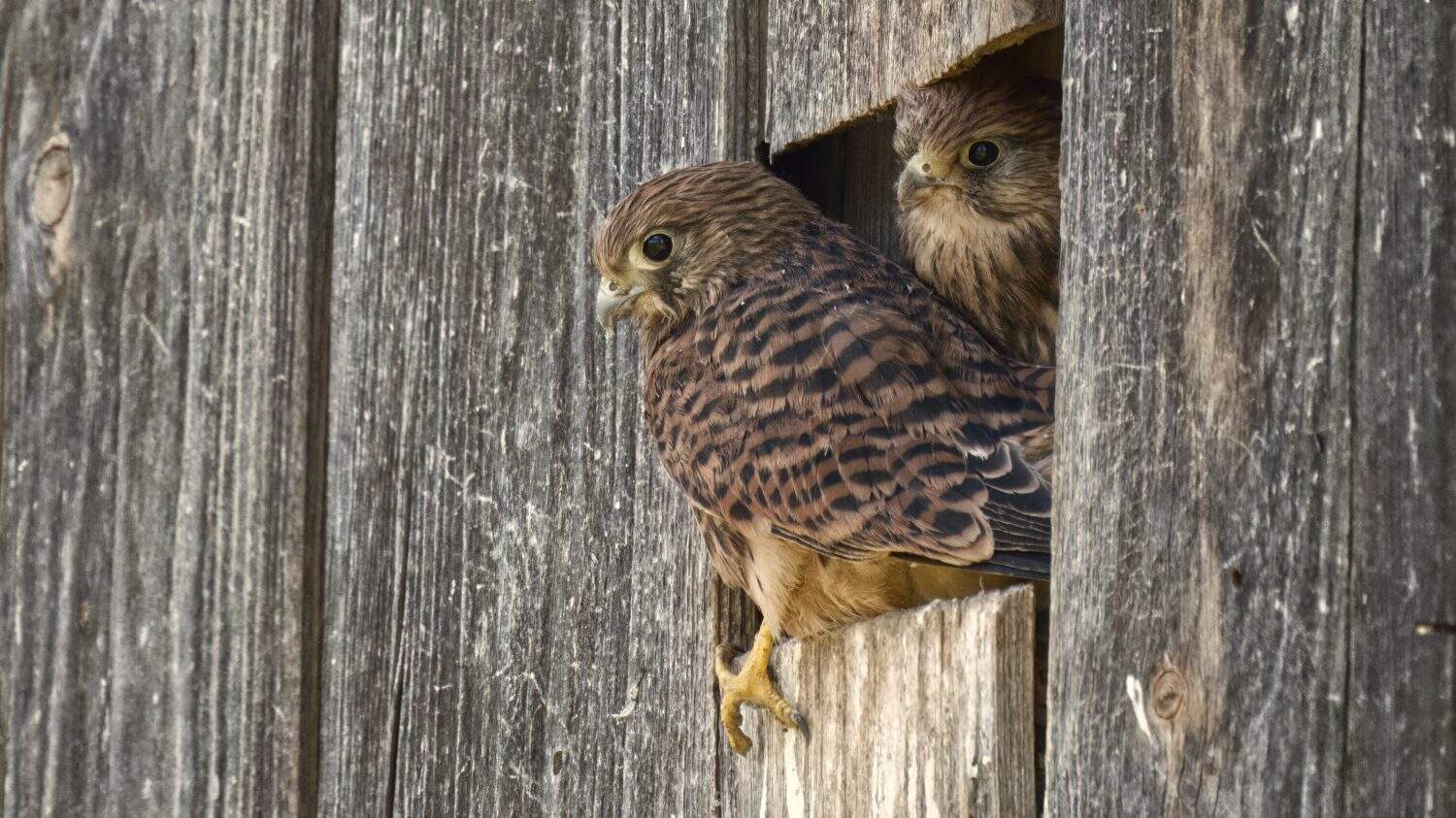 Two young kestrels (Falco tinnunculus) jostle for space at the exit of their nest