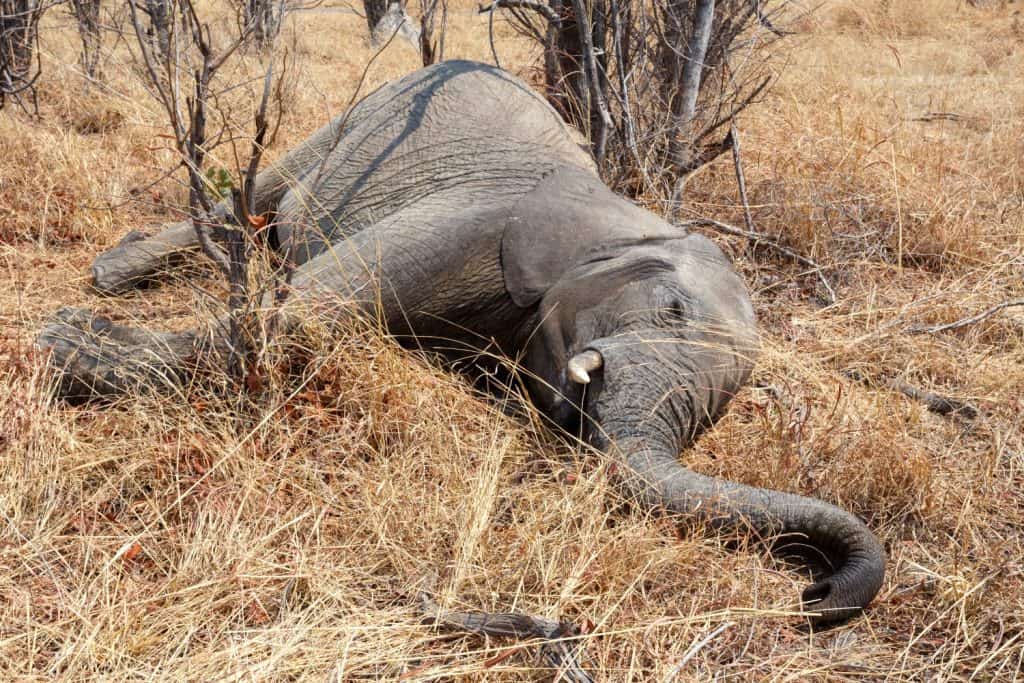 Small dead elephant in national park hwankee, Botswana, circle of life