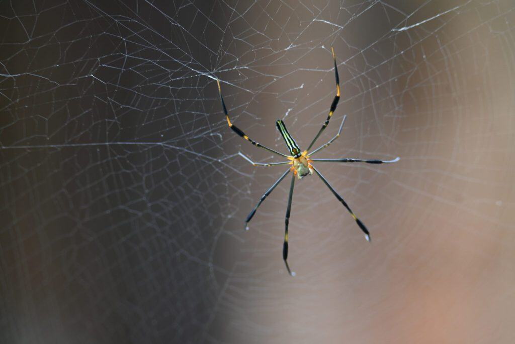 Nephila pilipes spider. Its other names golden orb weaver and giant golden orb weaver. This is a species of&nbsp;golden orb web spider. A big spider on its web in the forest.