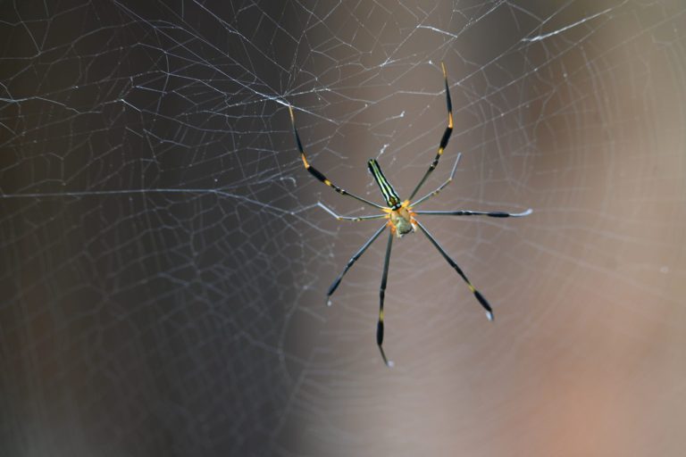 Nephila pilipes spider. Its other names golden orb weaver and giant golden orb weaver. This is a species of golden orb web spider. A big spider on its web in the forest.