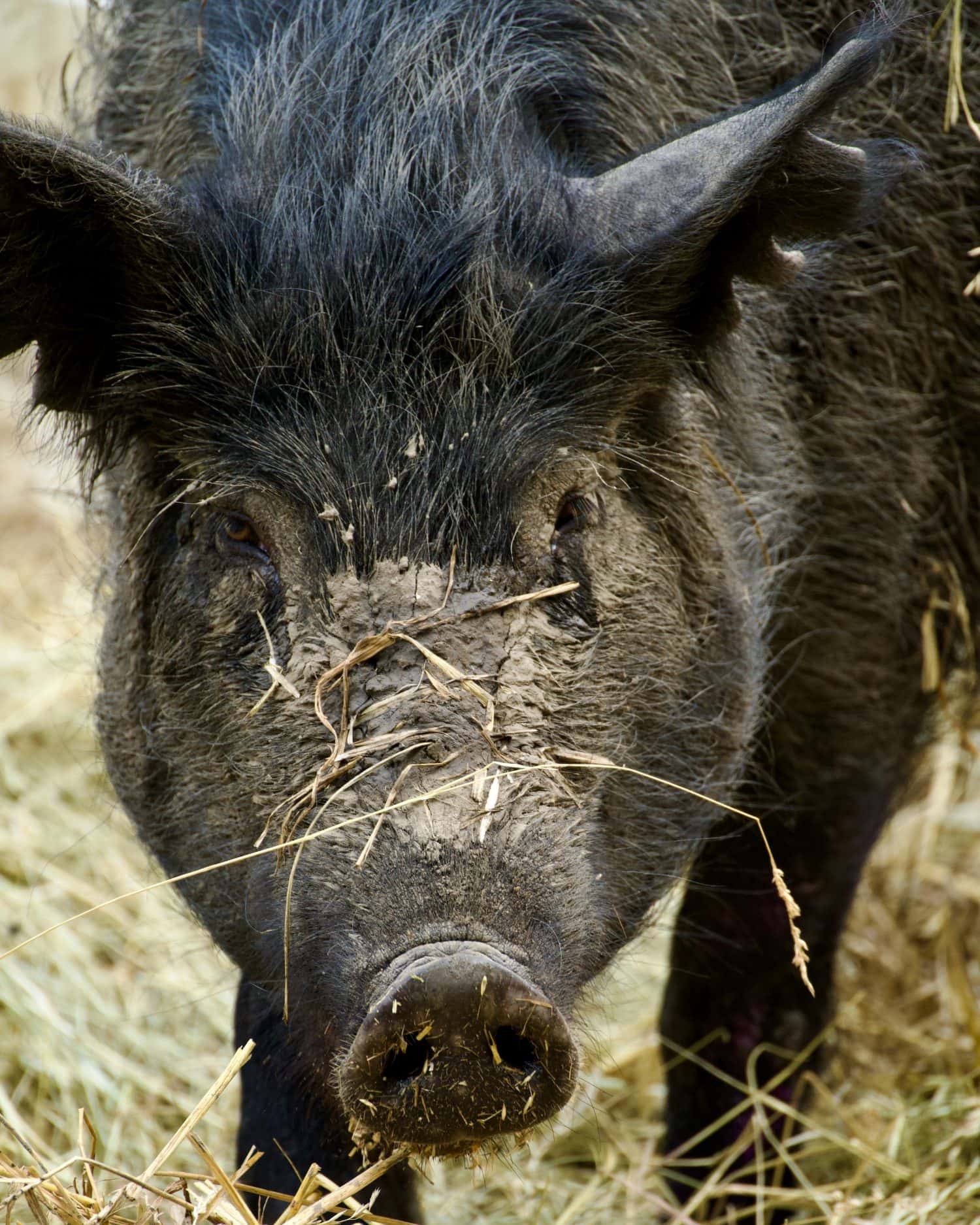 Portrait photo of mule foot hog at zoo.