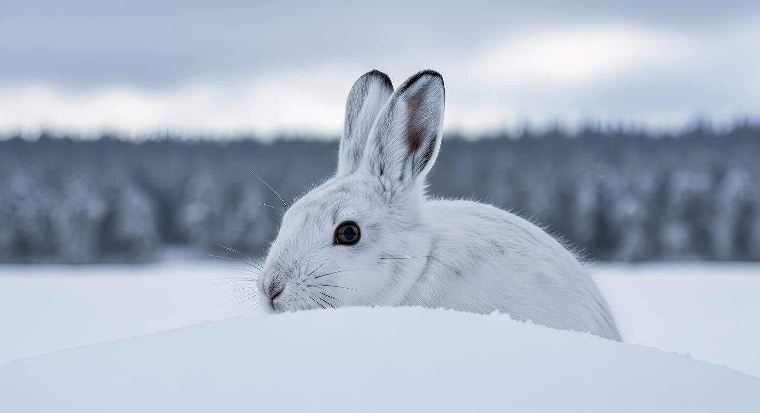 Arctic Hare or Snowshoe Hare Peeking Over Snowbank in Winter Forest