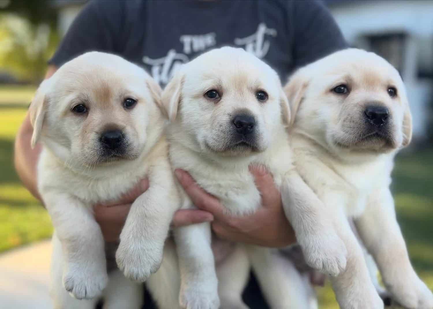 A person holds three adorable cream-colored Labrador Retriever puppies side-by-side, who all look directly at the camera with sweet, curious expressions outdoors.