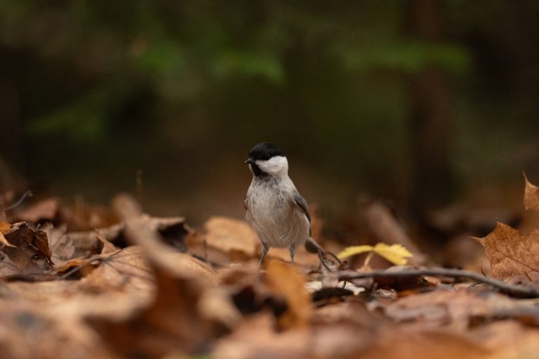 A small black-capped chickadee stands among fallen brown and orange leaves in a forest. The bird is foraging and looking for food on the ground in the autumn