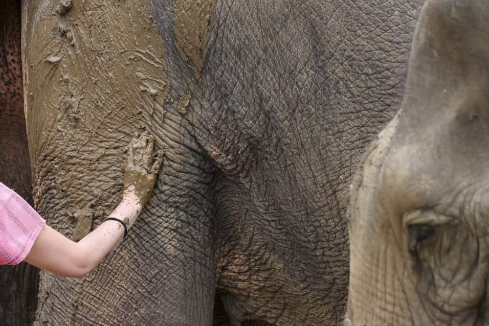Gentle human hand expresses care with soft touch on muddy skin of large elephant. beautiful animal interaction reveals deep connection and bond