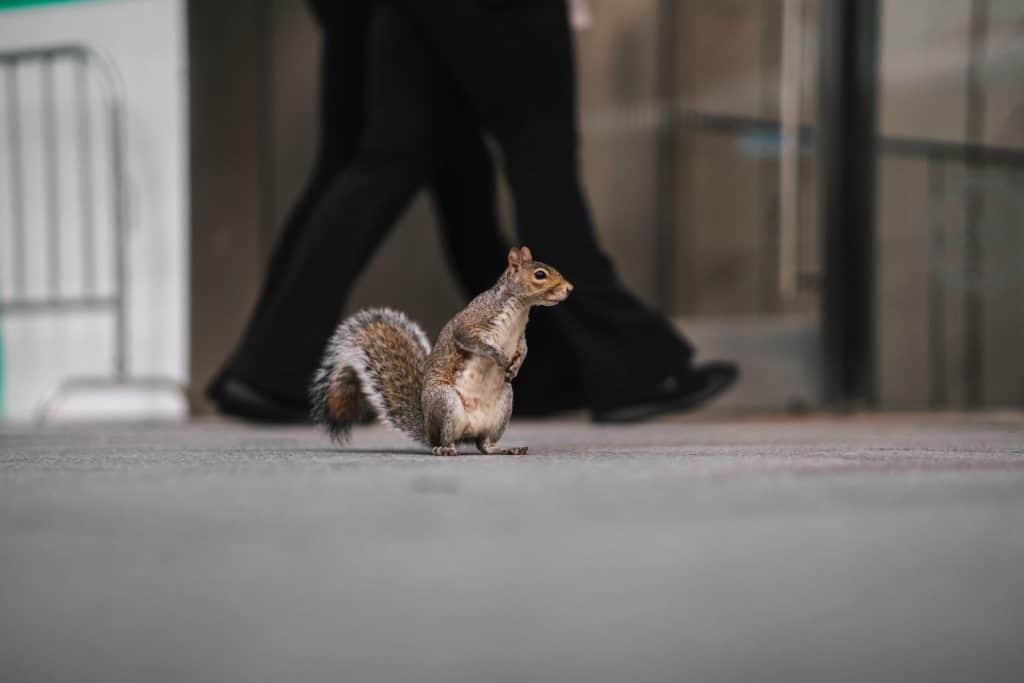 Squirrel standing on its rear legs, urban city wildlife photography