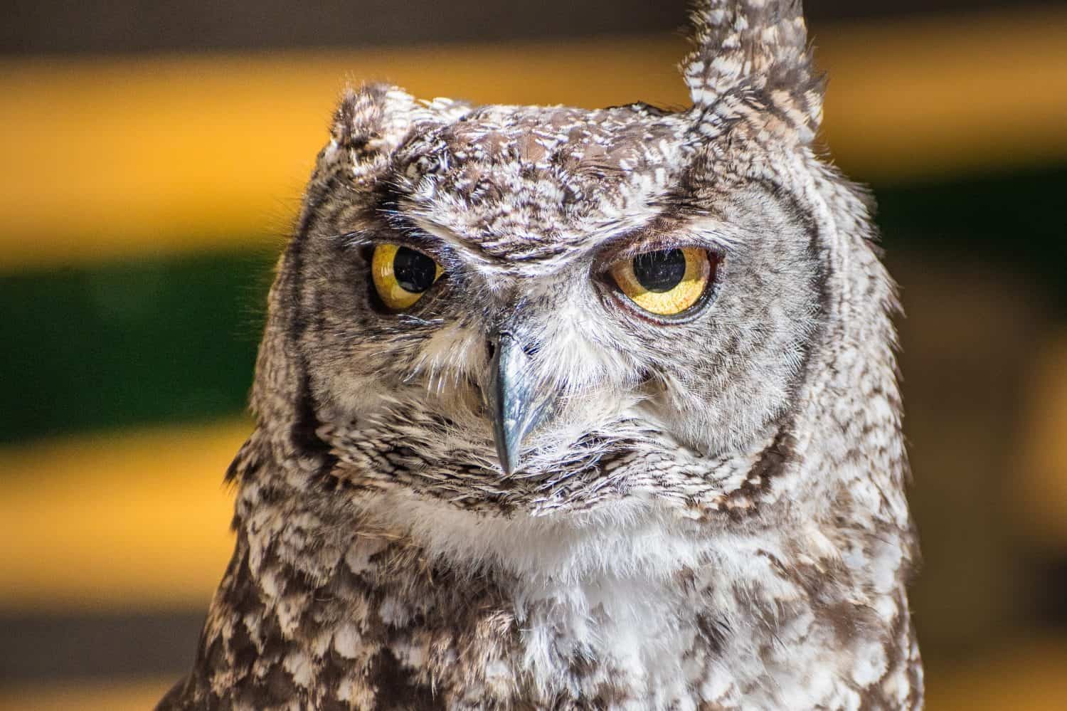 Bubo bengalensis (Indian Eagle owl) exhibition