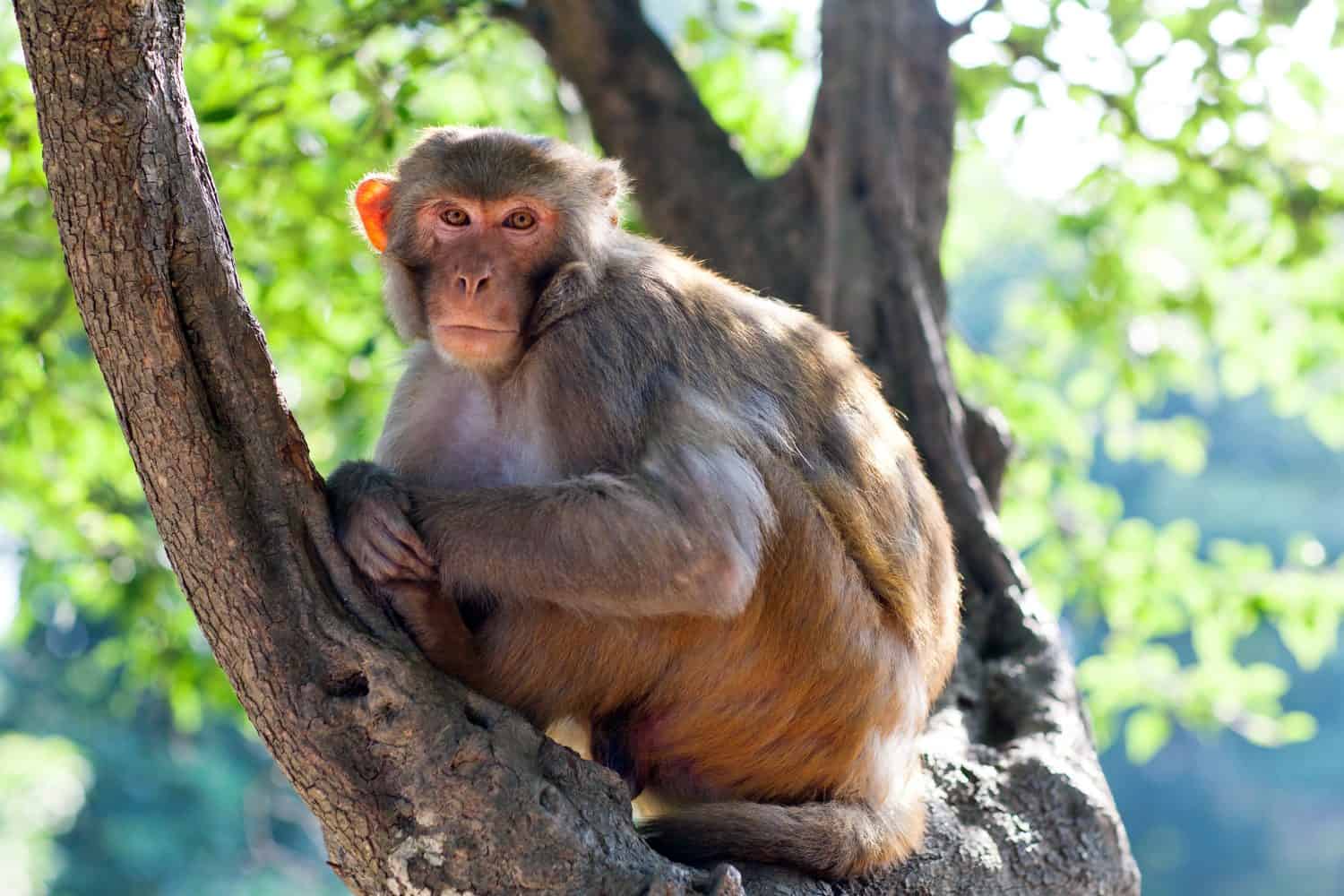 Rhesus makaque monkey at Pashupatinath Temple, Nepal