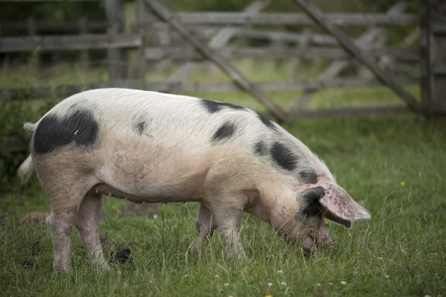 Gloucestershire Old Spot Pig
