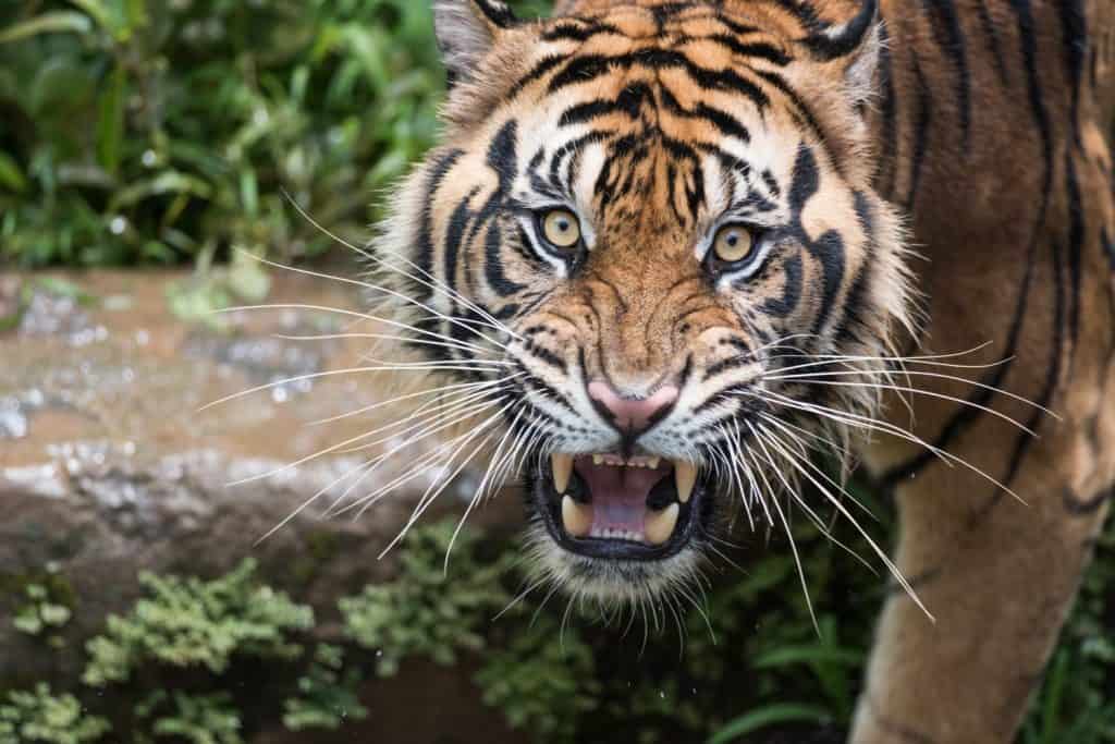 Sumatran Tiger Dilated Eyes