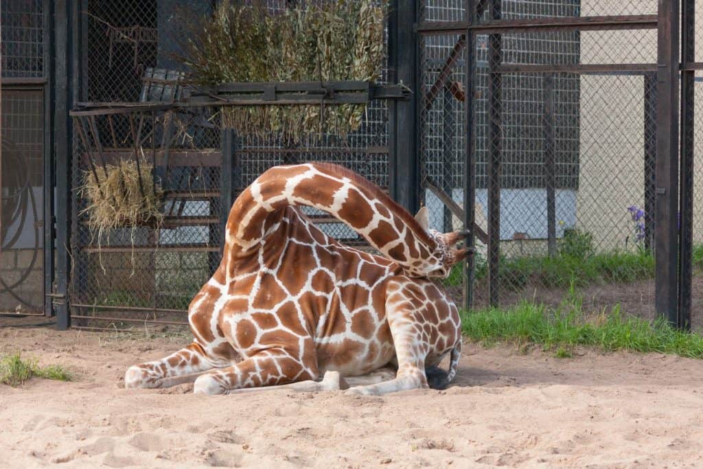 Sleeping giraffe