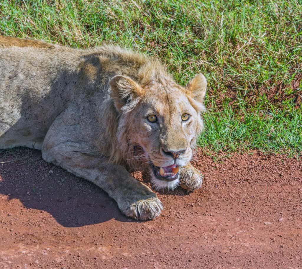 Sick African lion lying on the roadside in Crater Ngorongoro National Park - Tanzania, Eastern Africa