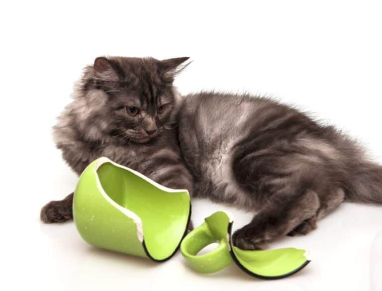 Cute gray cat feeling guilty after breaking a mug