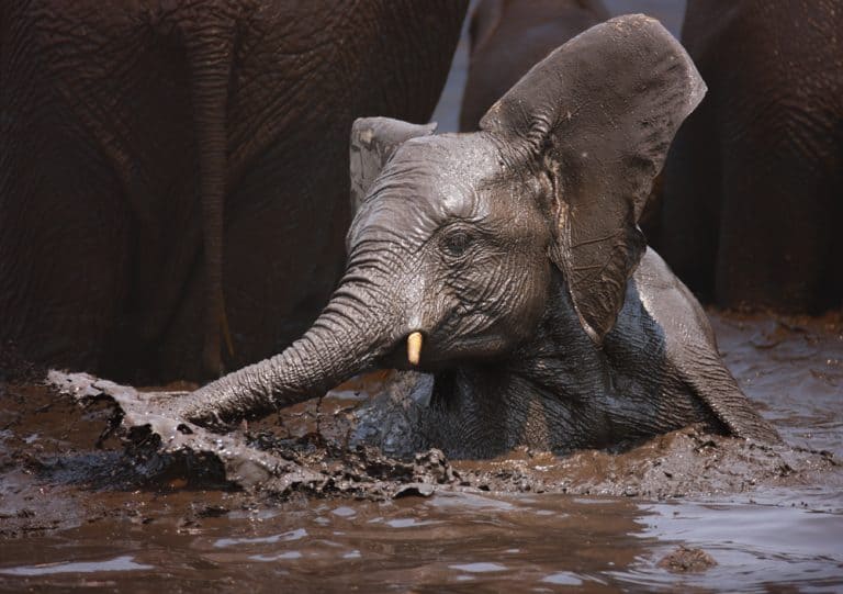 Young Elephant having fun in the water; Loxodonta Africana; Etosha