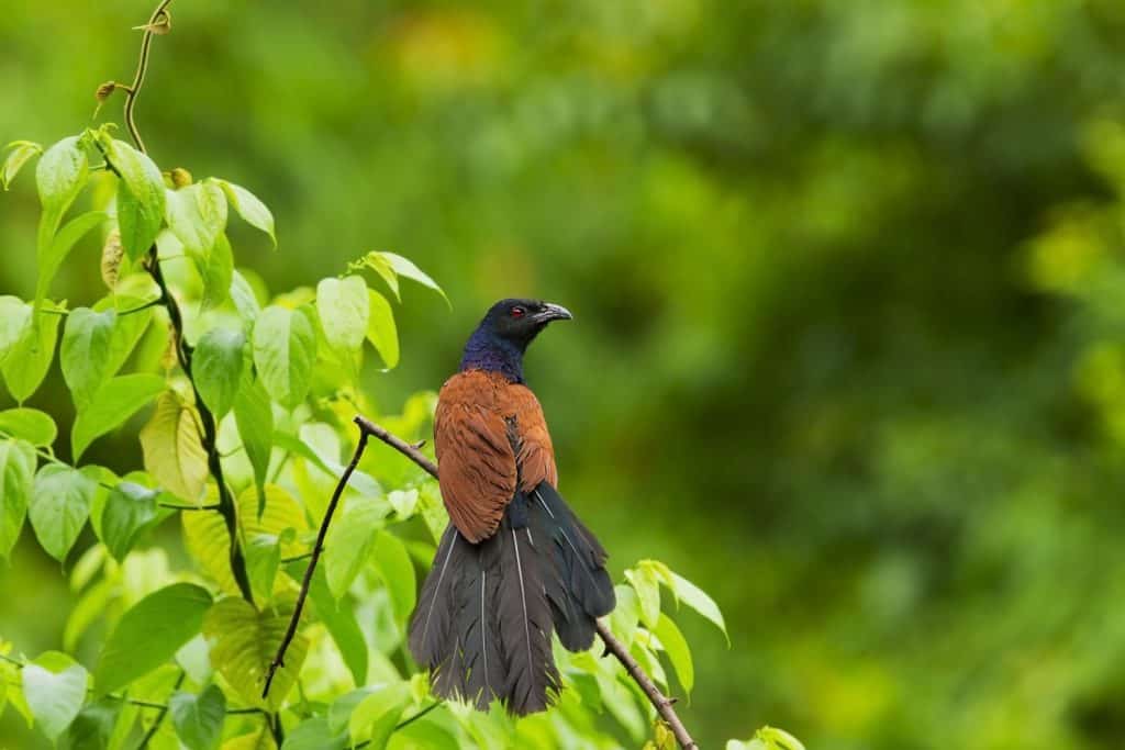Greater coucal male in the nature.
