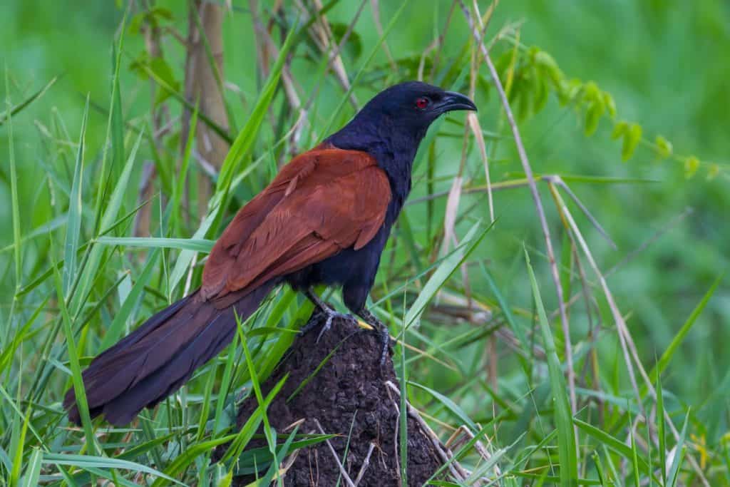 Coucal, Crow pheasant(Centropus senegalensis) on the ground and stair at us in real nature in Thailand