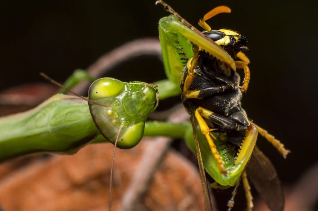Praying mantis feeding