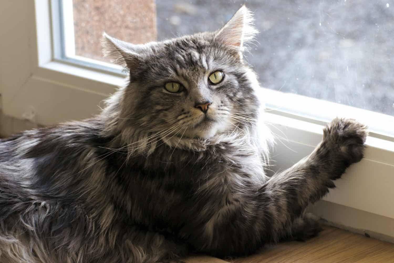 Maine coon resting at home