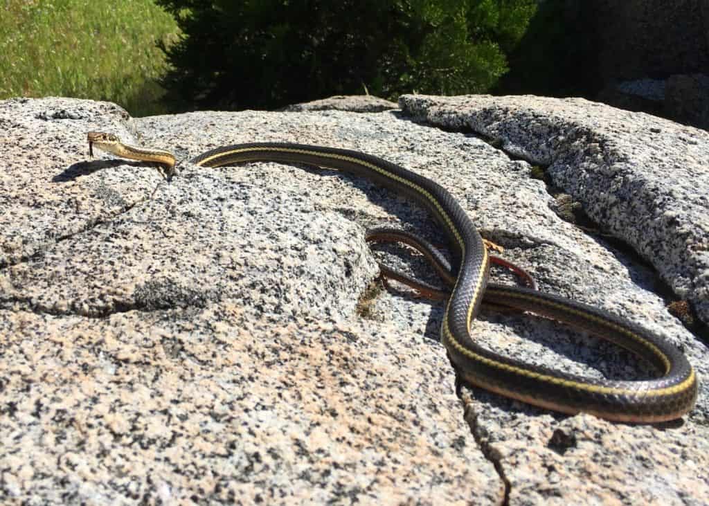California Striped Racer (snake), Coluber lateralis lateralis, coiled on a rock in the wild