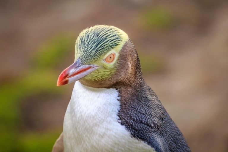 A Yellow Eyed Penguin closeup with out of focus background