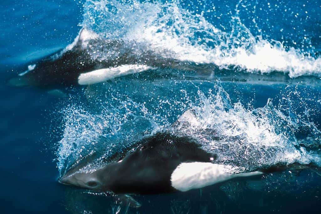 Dall's porpoises surfacing, Alaska, Seward, Kenai Fjords National Park