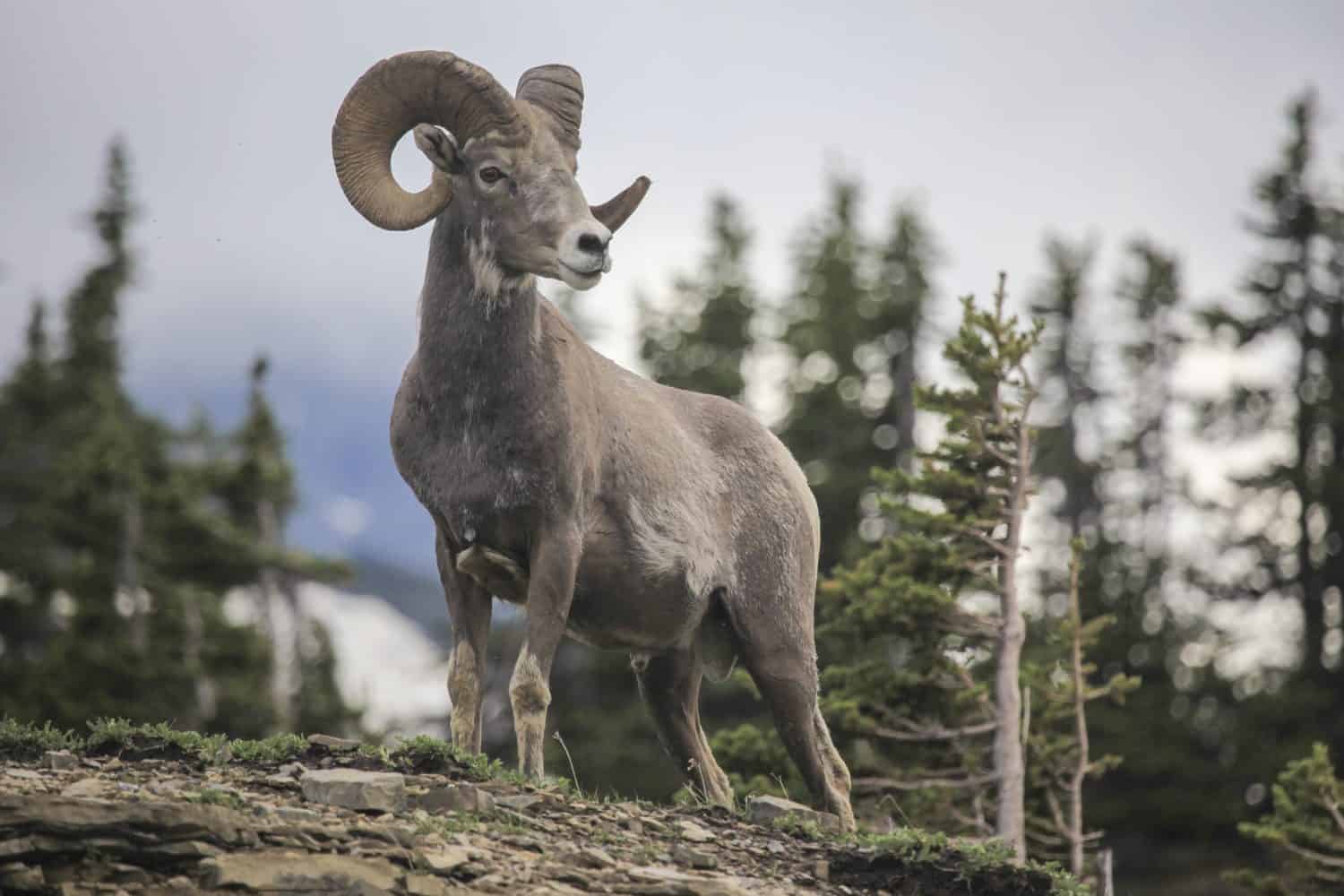 Bighorn sheep - (Ovis canadensis) 