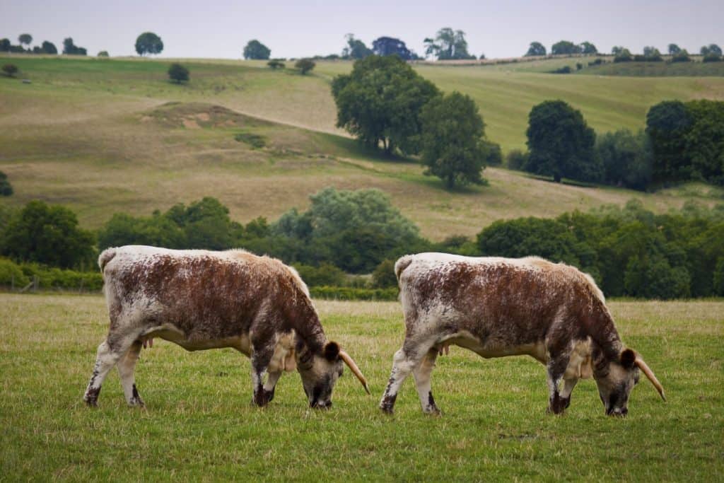 Cow Cloning. Genetic Modification. Duplicate animal twin biotechnology.