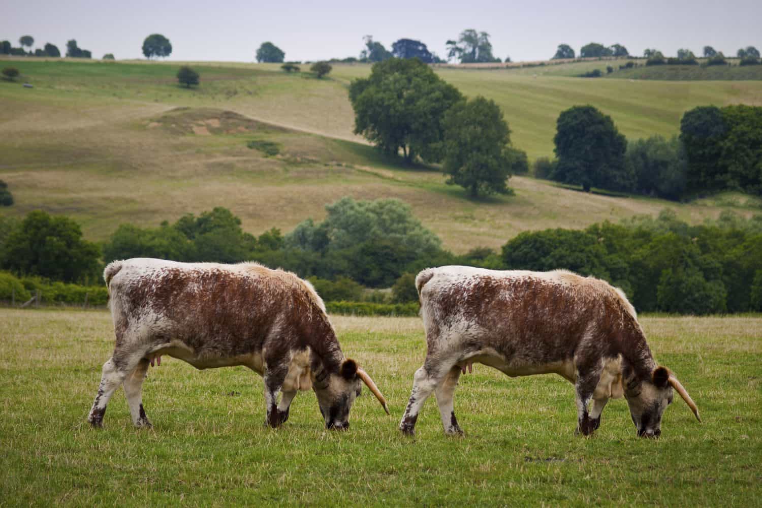 Cow Cloning. Genetic Modification. Duplicate animal twin biotechnology.