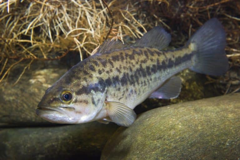 Close up underwater picture of a fresh water fish Largemouth Bass (Micropterus salmoides) with a stones. Live in the lake.