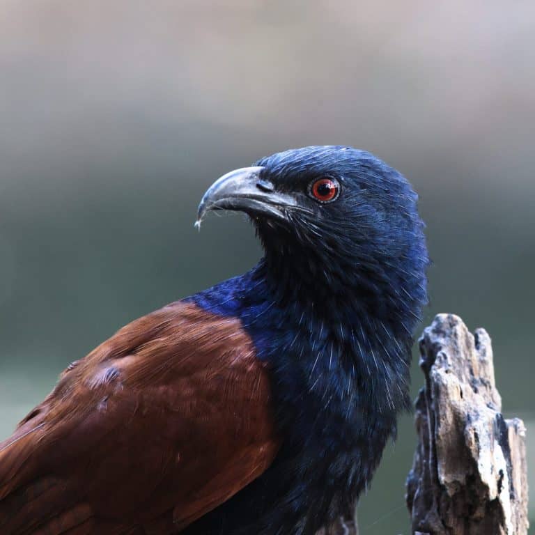 The Senegal coucal (Centropus senegalensis) is a member of the cuckoo order of birds, the Cuculiformes, which also includes the roadrunners, the anis, and the hoatzin.
