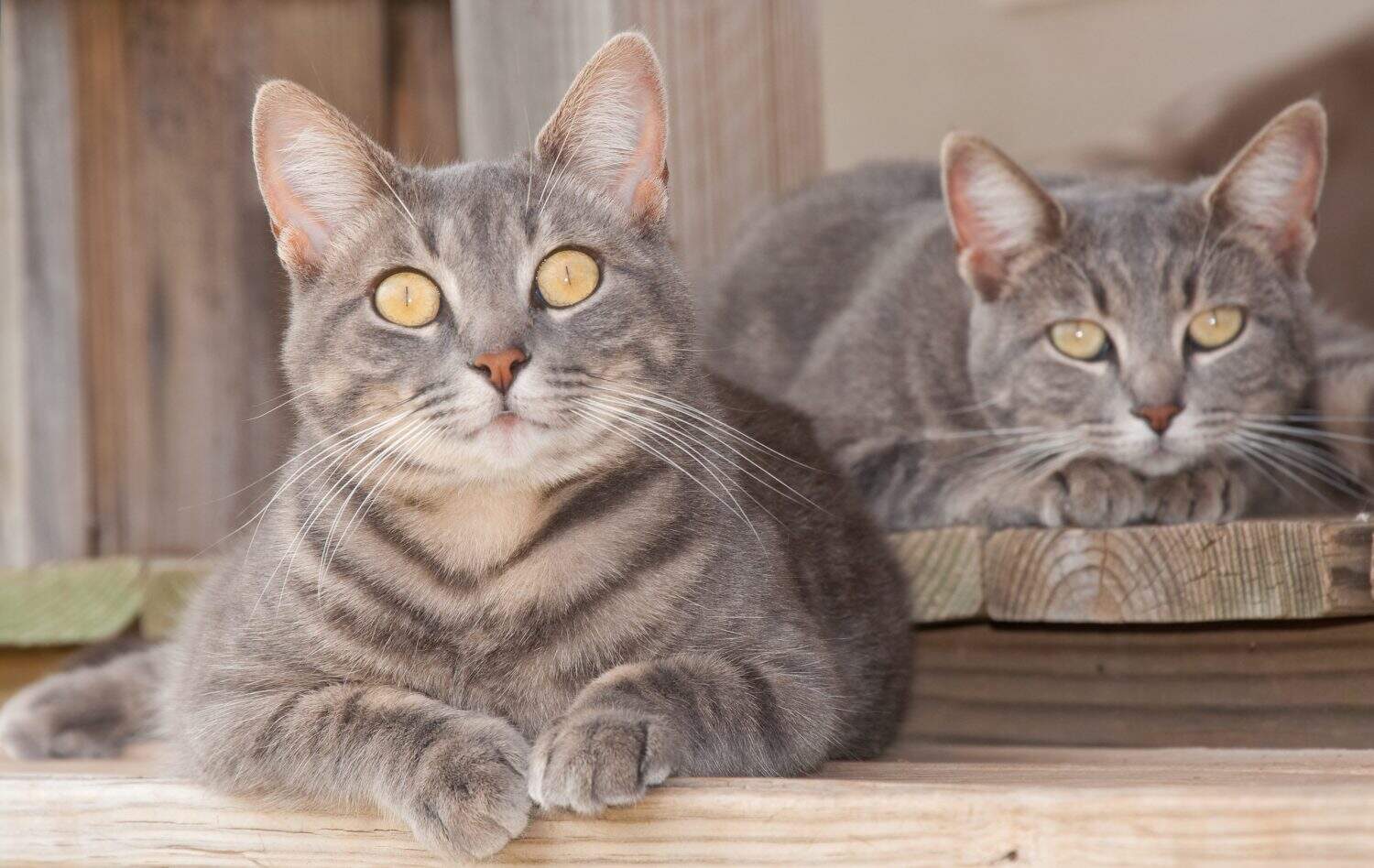 Two cute blue tabby kitty cats resting on the porch