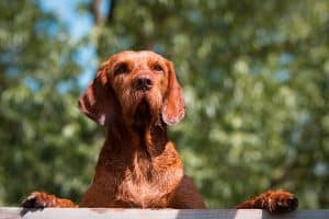 Wirehaired Vizsla, hungarian