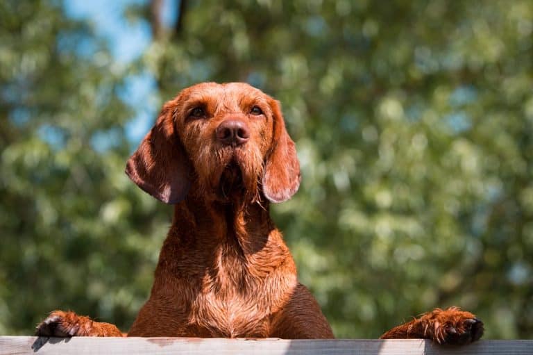 Wirehaired Vizsla