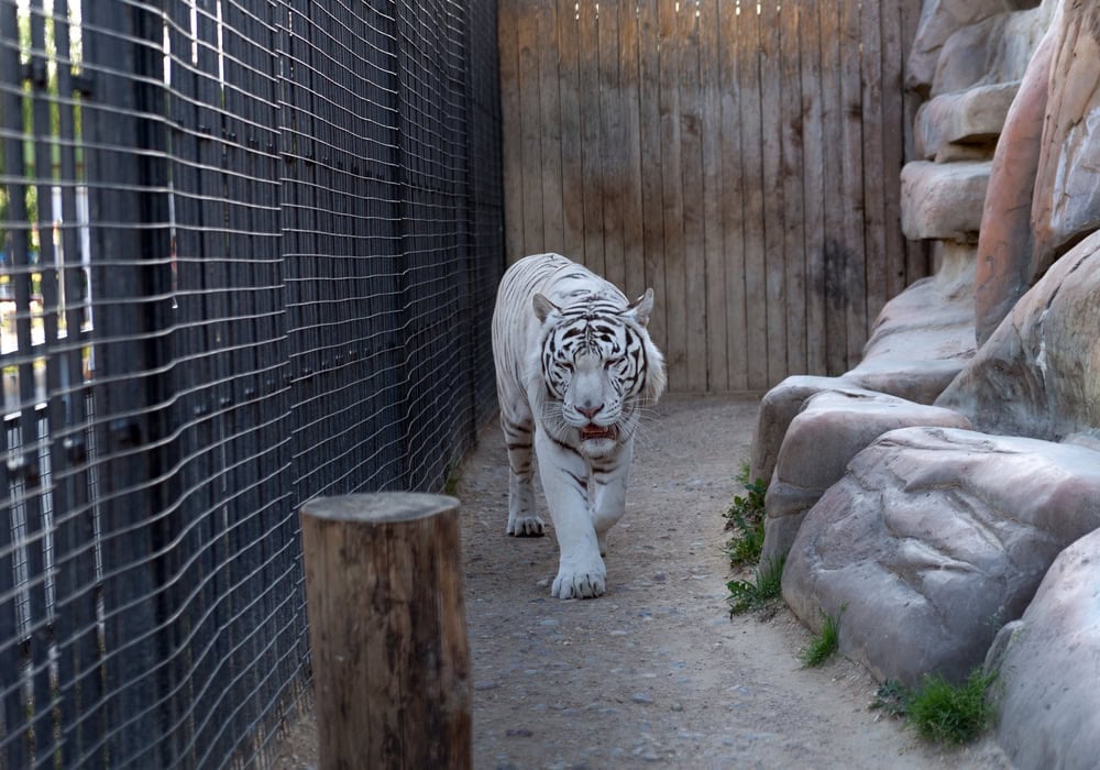 white tiger in the zoo walking in the enclosure.