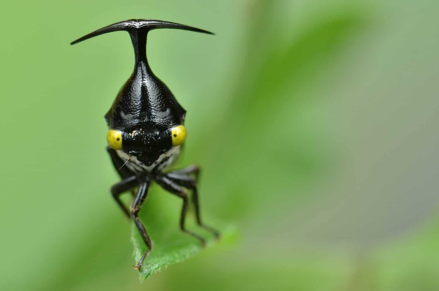 image of an amazing treehopper