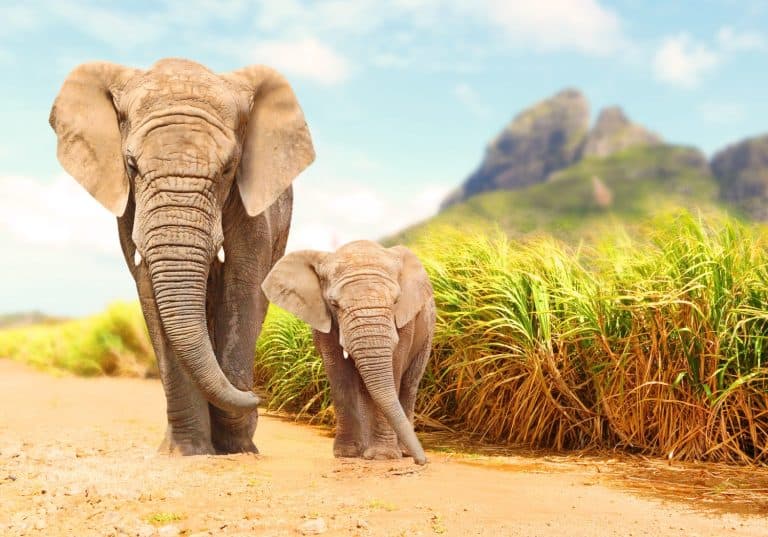 African Bush Elephants - Loxodonta africana family walking on the road in wildlife reserve. Greeting from Africa.